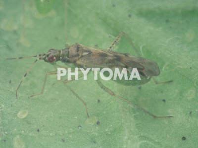 Adulto de Dicyphus bolivari